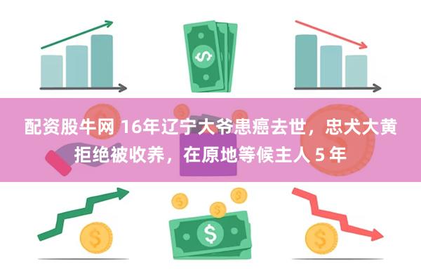 配资股牛网 16年辽宁大爷患癌去世，忠犬大黄拒绝被收养，在原地等候主人５年